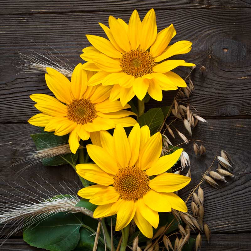 Youniquely Arranged | Floral Design, Events & Creative Experiences